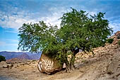 Marocco meridionale - Albero di argan lungo la strada da Tiznit a Tafraoute.